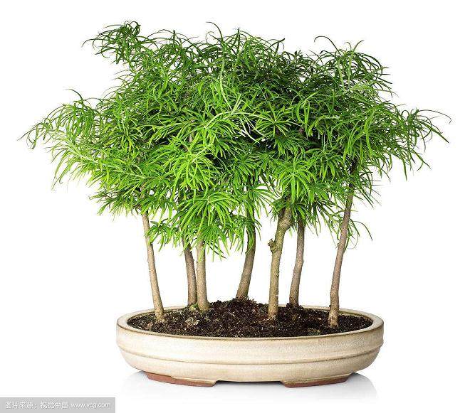 2018年北京迎春组合盆栽大赛颁奖仪