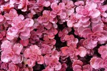 多肉露养虽好 这5点不可不注意 别不小心就剩盆了