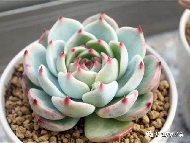 多肉侧芽和花剑如何区别?