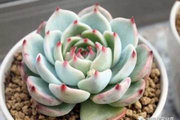 多肉侧芽和花剑如何区别 图片