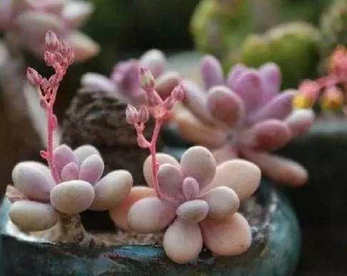 很多人看到多肉花剑之后就会选择剪掉