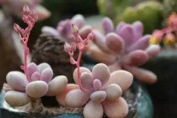 很多人看到多肉花剑之后就会选择剪掉