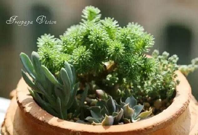 多肉球浇水不当 松泛黄发软怎么办?