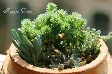 多肉球浇水不当 松泛黄发软怎么办