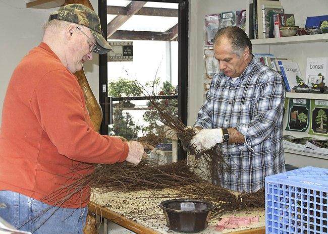 裸根幼苗和古典盆景大师班