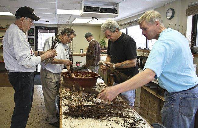 裸根幼苗和古典盆景大师班