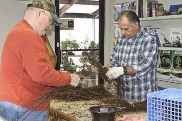 裸根幼苗和古典盆景大师班