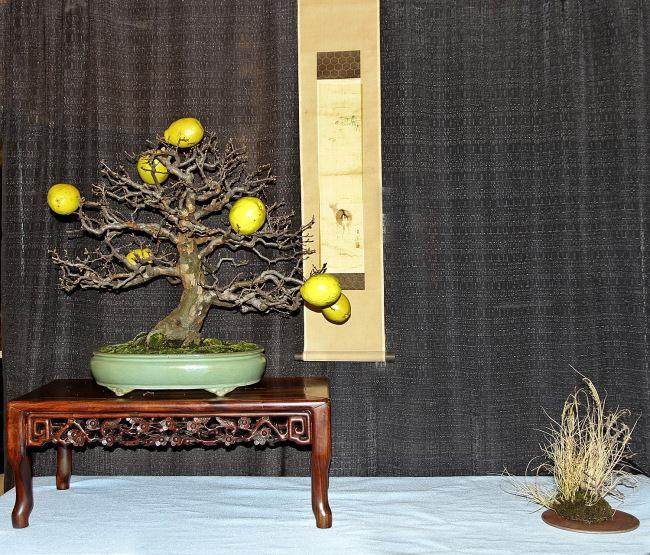 东海岸第一届盆景冬季剪影展