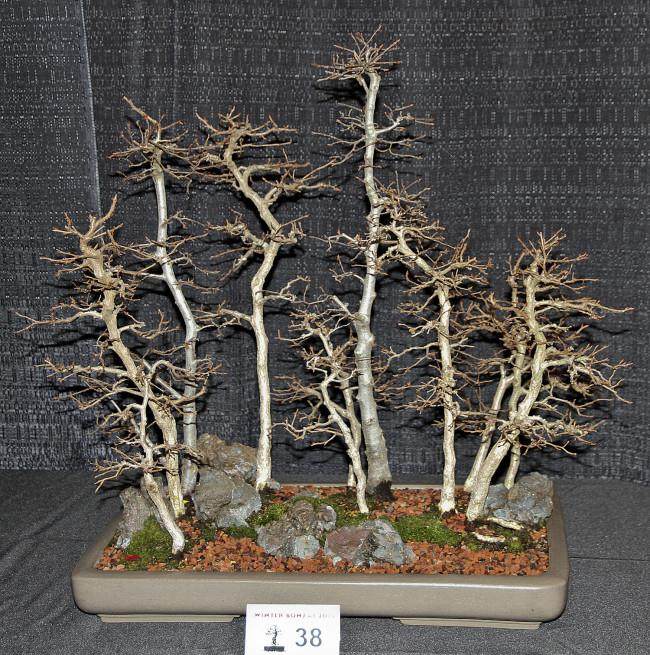 东海岸第一届盆景冬季剪影展