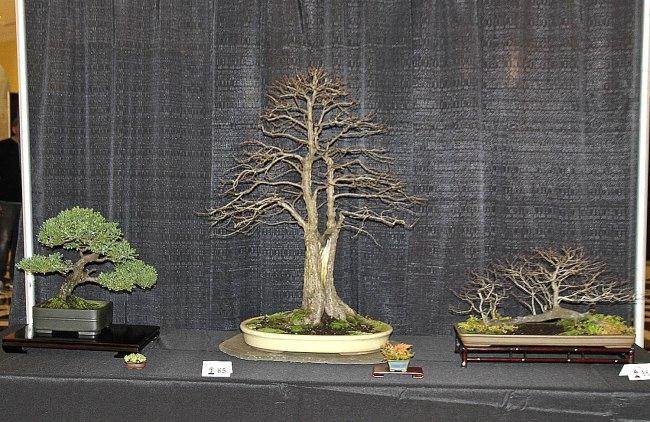 东海岸第一届盆景冬季剪影展