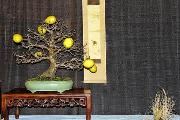 东海岸第一届盆景冬季剪影展