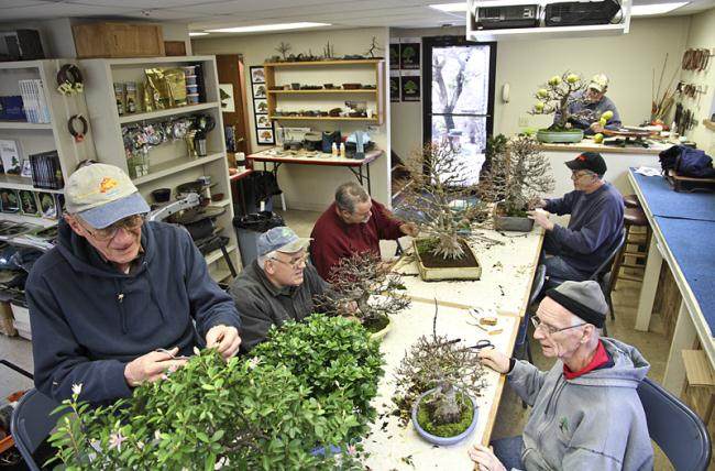 小品盆景的冬季保护