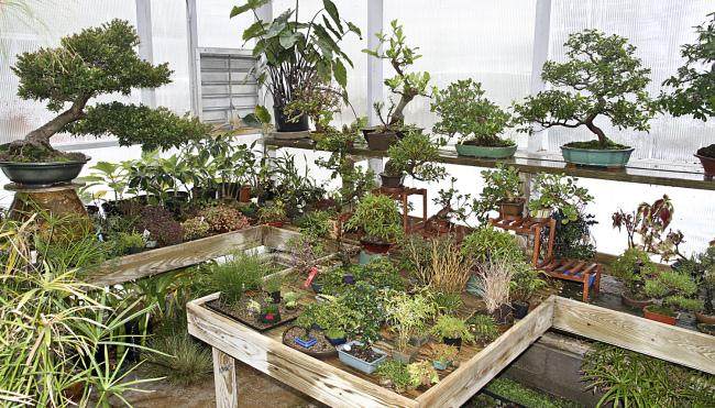 小品盆景的冬季保护