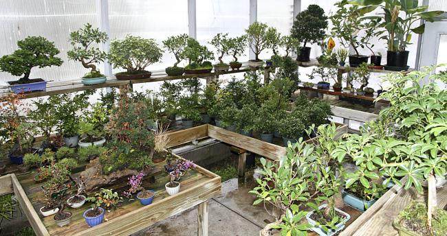 小品盆景的冬季保护