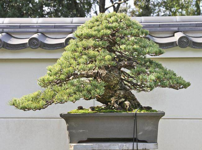 铃木诚一的儿子铃木利明继续使用盆景花园