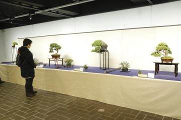 2016年 第90届日本国府盆景展 - 报告2