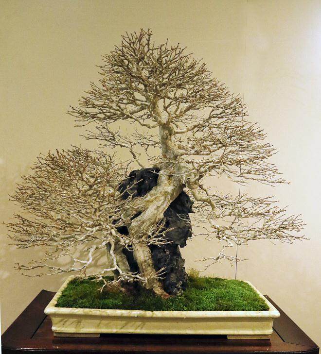 要以向世界展示更多传统的日本盆景