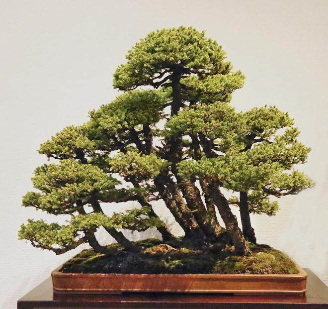 要以向世界展示更多传统的日本盆景