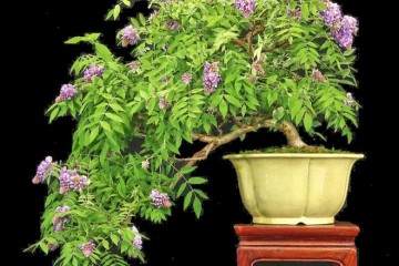 中国和日本的物种主要在美国种植盆景