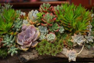 浅谈多肉植物怎么组合盆栽的方法 图片