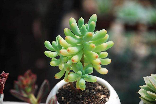 不同扦插时期对八宝景多肉天生根率的影响