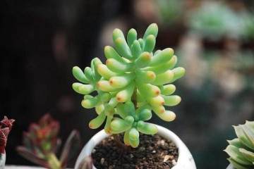 不同扦插时期对八宝景多肉天生根率的影响