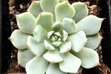 我做了一个梦 梦中我种了一地的多肉 水灵灵的