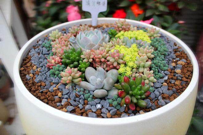 多肉植物在居住室内使用