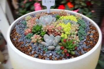 多肉植物怎么在居住室内使用 图片