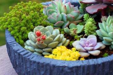 露镜是近年来新引进的多肉植物 株形美观