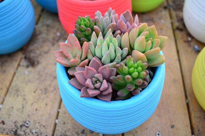 日前 本报发表了一篇有关多肉产业的文章