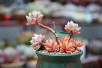 日前 本报发表了一篇有关多肉产业的文章