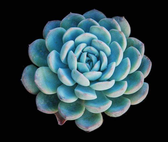 拟石莲花属多肉植物的上盆和换盆