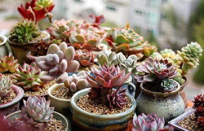 胖仔多肉小盆栽推广运营研究