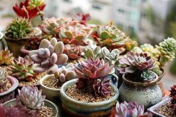 胖仔多肉小盆栽推广运营研究 图片