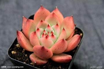 多肉植物的新玩法 别出心裁 图片