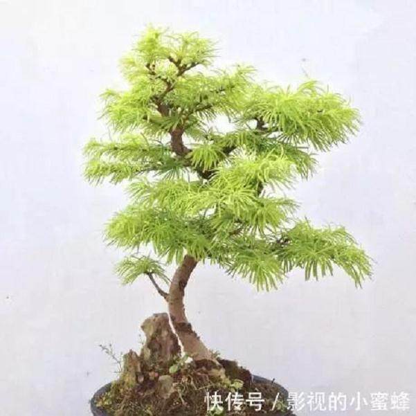 树木类微型盆景怎样制作