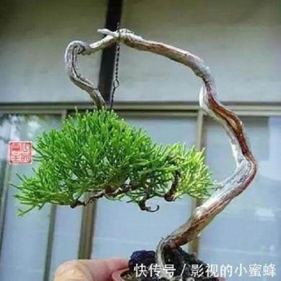 树木类微型盆景怎样制作