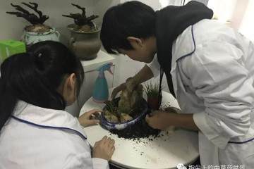 中药盆景的制作首次开展