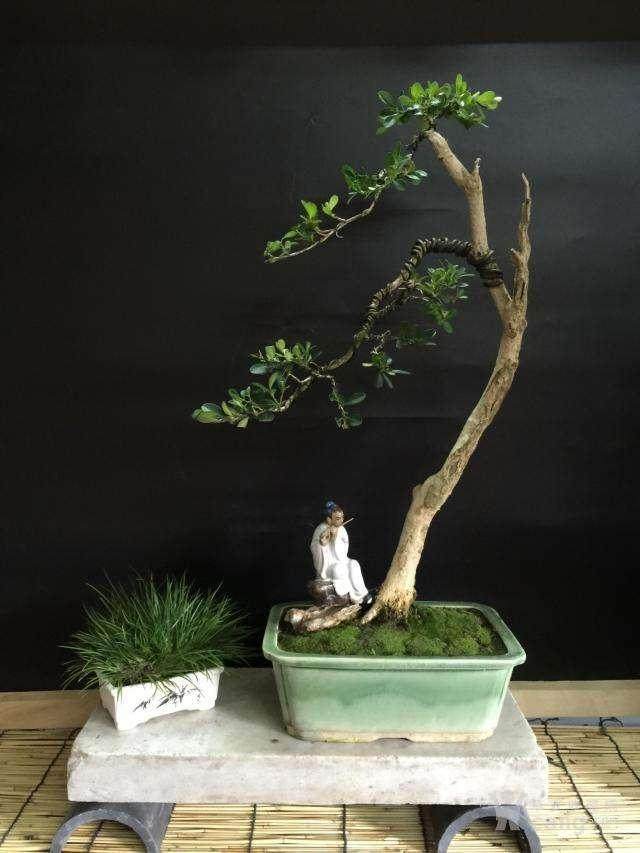 文人盆景 文人树都是伪命题