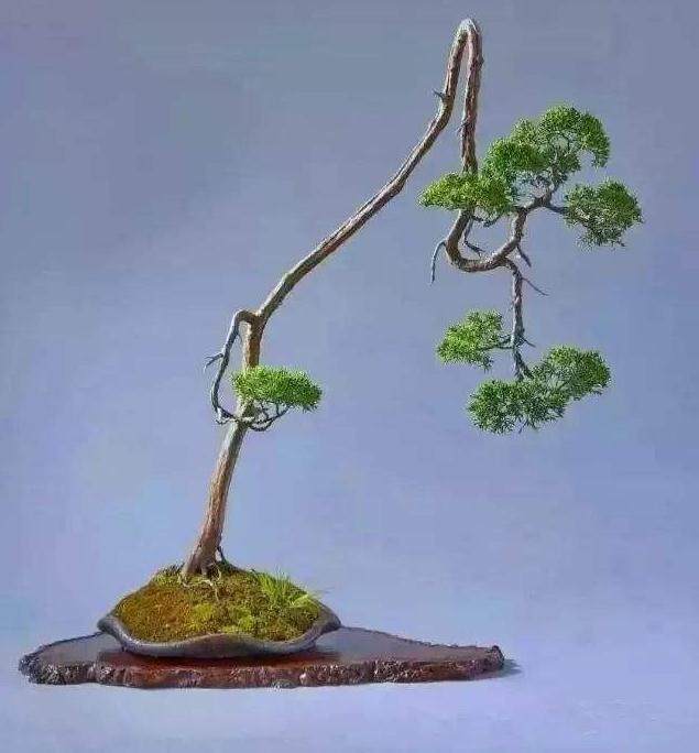文人盆景、文人树都是伪命题!