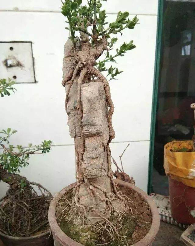 石头配树桩盆景的最好方法