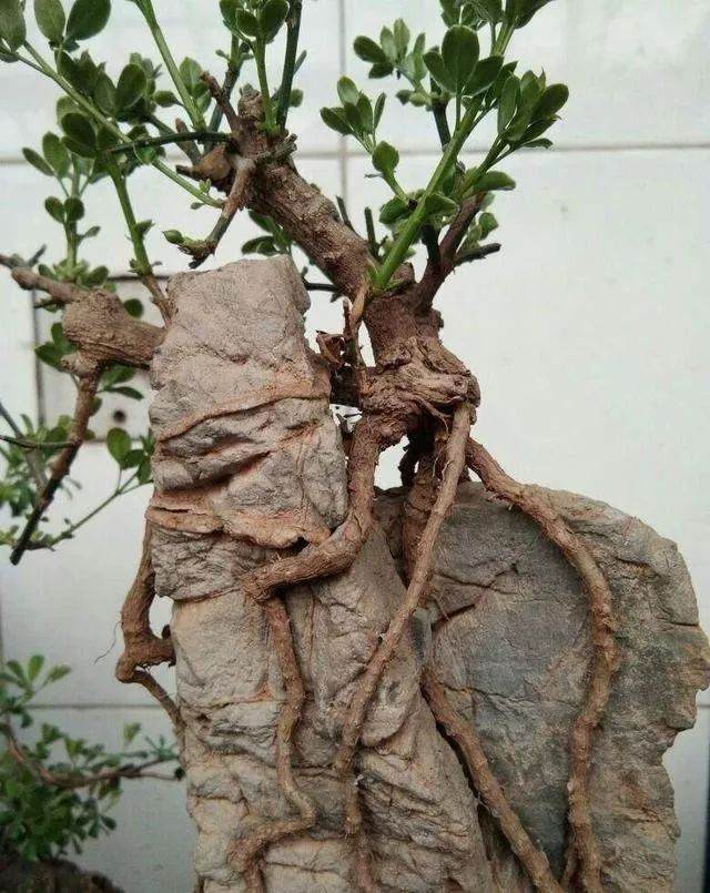 石头配树桩盆景的最好方法