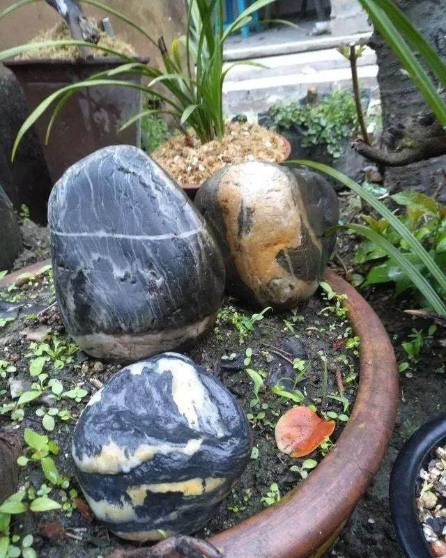 石头配树桩盆景的最好方法