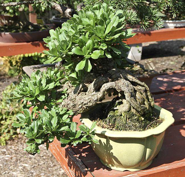 最后一次为我的室外冬季耐寒盆景施肥