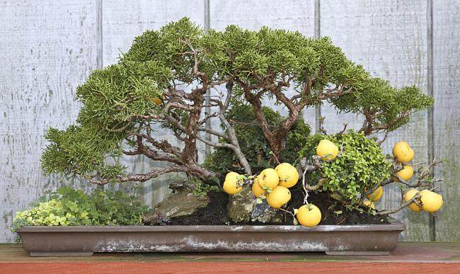 最后一次为我的室外冬季耐寒盆景施肥