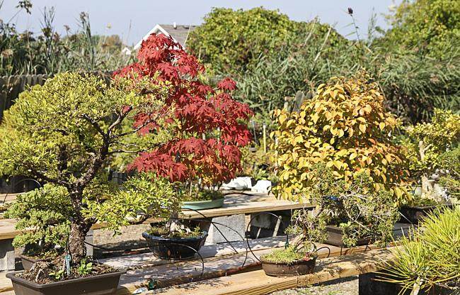 最后一次为我的室外冬季耐寒盆景施肥