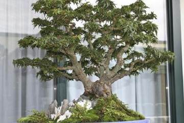 美国盆景学会的盆景学习研讨会