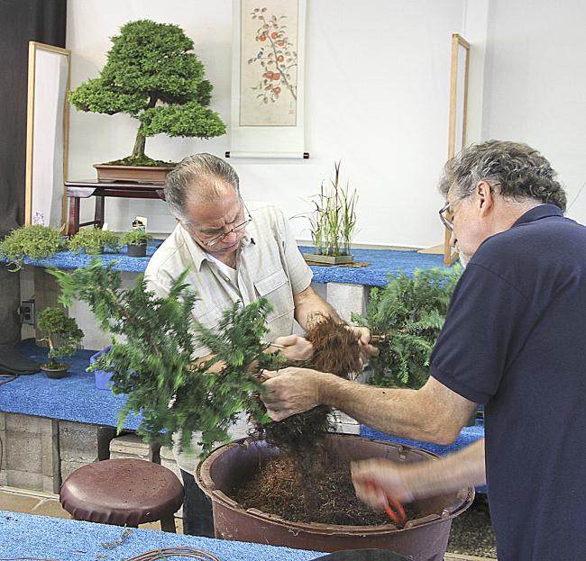 2013年秋季盆景开放日 - 第2部分