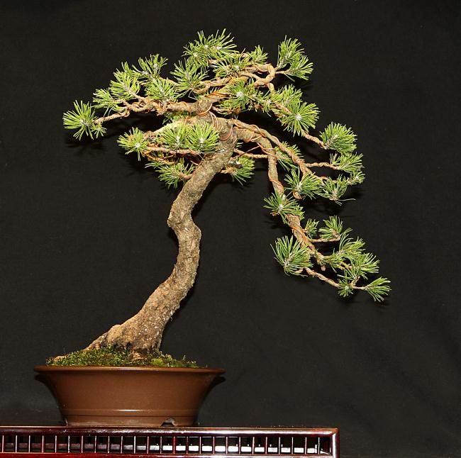 第三届北部纽约雅石盆景展览